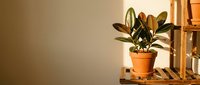Rubber plant in terracotta pot on wooden shelf with warm sunlight creating cozy indoor garden atmosphere for home decor and plant care concepts.