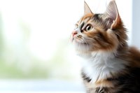 Fluffy calico cat with long fur gazing upward near window, soft natural lighting creates dreamy atmosphere. Side profile shows distinctive markings and whiskers.