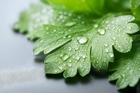 Fresh parsley leaf with morning dew drops on gray background, macro photography showing water droplets and detailed texture of green herb foliage.