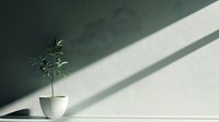 Young green plant in white ceramic pot against minimal green wall with dramatic diagonal sunlight and shadow creating modern minimalist composition.