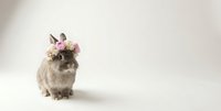 Adorable fluffy bunny rabbit wearing pink flower crown sitting on white background, perfect for Easter greeting cards and spring decorations.