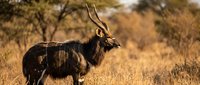 Male nyala antelope with spiral horns standing in golden African savanna grassland during warm sunset light with acacia trees in background wildlife photography.