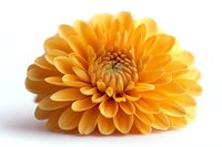 Golden yellow dahlia flower with layered petals in full bloom isolated on white background for floral design projects and botanical decorations.