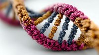 Colorful DNA double helix model with pink, gold, and blue beads representing genetic structure on white background for science education.