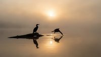 Silhouetted cormorant perched on log while fish jumps in misty dawn water, creating serene wildlife moment with golden sunrise reflection.