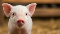 Adorable pink piglet with bright eyes and perky ears on farm background, perfect for agricultural marketing, children's content, and livestock education.