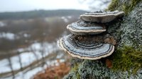 Bracket fungi growing on tree trunk with moss, layered shelf mushrooms in natural forest environment showing detailed texture and growth patterns.