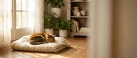 Orange tabby cat sleeping peacefully on woven cushion in sunlit cozy living room with wooden floors, plants, and bookshelves creating warm home atmosphere.
