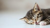 Adorable tabby kitten sleeping peacefully with paws tucked under chin on white surface, perfect for pet care and animal wellness content.