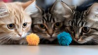Three adorable kittens lying together with colorful pom pom toys, perfect for pet care advertising and animal lover content.