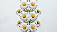 White daisy flowers arranged in symmetrical pattern on clean background for spring design projects and botanical decorations.