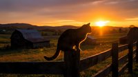 Cat silhouette sitting on wooden fence during golden hour sunset in rural countryside with barn and rolling hills creating peaceful farm scene.