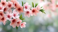 Pink cherry blossom flowers blooming on tree branch with green leaves against soft blurred background. Spring sakura petals with delicate stamens for seasonal decor.