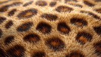 Leopard fur texture with natural spotted pattern showing detailed animal print markings in golden brown and black colors for fashion and textile design.