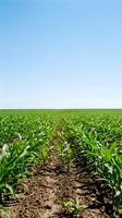 Young corn plants growing in cultivated agricultural field with clear blue sky, suitable for farming, agriculture, and agribusiness projects.