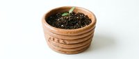 Young seedling sprouting in wooden pot filled with soil, isolated on white background for gardening, agriculture, and environmental design projects.