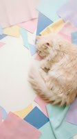 Fluffy orange tabby cat sitting among colorful pastel paper pieces on white background for creative design projects and pet photography concepts.