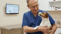 Senior Caucasian male veterinarian in blue scrubs gently holding small brown and white dog in modern clinic examination room for pet healthcare checkup.