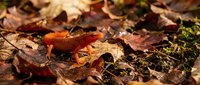 Red mushroom growing among fallen autumn leaves on forest floor with warm sunlight filtering through creating natural woodland scene for seasonal content.