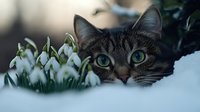 Tabby cat with striking green eyes peeking through snow next to delicate white snowdrop flowers in winter garden setting. Seasonal wildlife and nature composition.