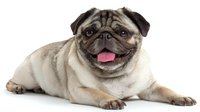 Friendly pug dog lying down with tongue out against white background, showing wrinkled face and characteristic flat nose. Isolated pet portrait for design use.