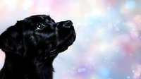 Black Labrador retriever puppy looking up against dreamy pastel bokeh background, soft focus portrait showing gentle expression and shiny coat.