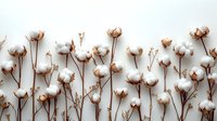 Dried cotton bolls and stems arranged on white background, isolated botanical elements suitable for design projects, home decor, and creative compositions.