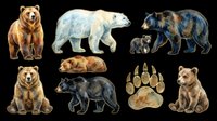 Grizzly bears, polar bears, and black bears isolated on transparent background, ready for t-shirt design, clipart, stickers, sublimation, and print-on-demand products.