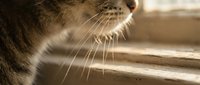 Tabby cat with prominent whiskers resting near sunlit window, capturing feline relaxation and domestic pet behavior for lifestyle and animal content.