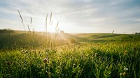 Scenic rural landscape with golden sunlight illuminating rolling green hills and wild grass meadow during sunrise or sunset. Agricultural countryside scenery.