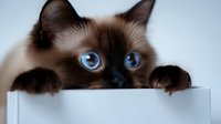 Curious Siamese cat with striking blue eyes peeking over white edge, close-up portrait showing playful hiding behavior and characteristic dark points against cream fur.