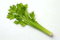 Fresh green celery stalks with leaves isolated on white background, raw organic vegetable for healthy eating and cooking ingredient.