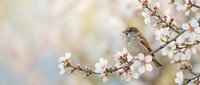 Small sparrow perched on blooming cherry blossom branch with delicate white flowers against soft blurred spring background for nature photography.