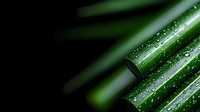 Fresh bamboo stems with water drops on dark background, macro photography showing natural texture and pattern for spa and wellness design concepts.