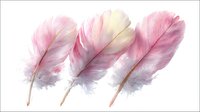 Delicate pink and cream feathers arranged in a row on white background, showcasing soft texture and gentle color variations for decorative design projects.