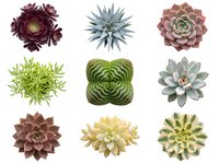 Collection of nine colorful succulent plants isolated on white background for botanical design projects and gardening concepts.