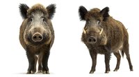 Wild boar pair isolated on white background, front and side view of brown furred Sus scrofa showing distinctive features, tusks and bristly coat for nature projects.