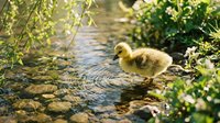 Adorable yellow duckling standing in shallow stream water surrounded by lush green vegetation and willow branches creating peaceful nature scene.