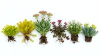 Collection of aquatic plants with exposed roots arranged in row showing diverse freshwater vegetation species for aquarium landscaping and botanical study.