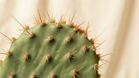 Close-up of green cactus pad with sharp golden spines against soft beige background. Desert plant detail for botanical and nature design projects.