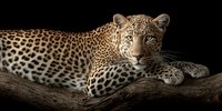 Majestic leopard resting on wooden branch against dark background, showcasing spotted coat pattern and intense golden eyes for wildlife photography.