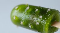 Green cucumber popsicle with white mealybugs infestation on wooden stick, showing food contamination and pest problem in agriculture.