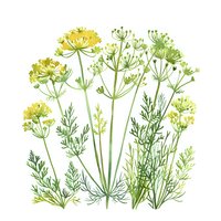 Watercolor botanical illustration of wild herbs and flowers with delicate green and yellow blooms on white background for natural design projects.