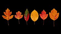 Autumn leaves collection in vibrant orange, red, and yellow tones isolated on transparent background. Ready for fall designs, t-shirts, stickers, and print-on-demand projects.