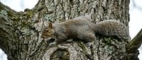 Squirrel climbing on textured tree bark with moss, wildlife photography for nature and animal content.