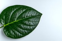 Fresh dark green heart-shaped tropical leaf with prominent veins and glossy surface isolated on white background, suitable for nature and botanical designs.