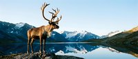 Majestic reindeer with large antlers standing on rocky shore beside pristine mountain lake with snow-capped peaks reflected in calm water during golden hour.