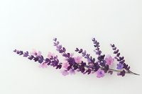 Purple lavender flowers with delicate pink blossoms on white background, isolated for design projects in wellness, spa, or botanical themes.