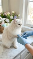 Veterinarian in blue gloves examining white fluffy cat paws during home visit with spring flowers on windowsill creating cozy domestic healthcare scene.