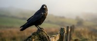 Black crow perched on wooden fence post in misty countryside landscape with rolling hills and farmland in soft morning light.